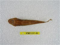 藏品(大吻鰕虎)的圖片